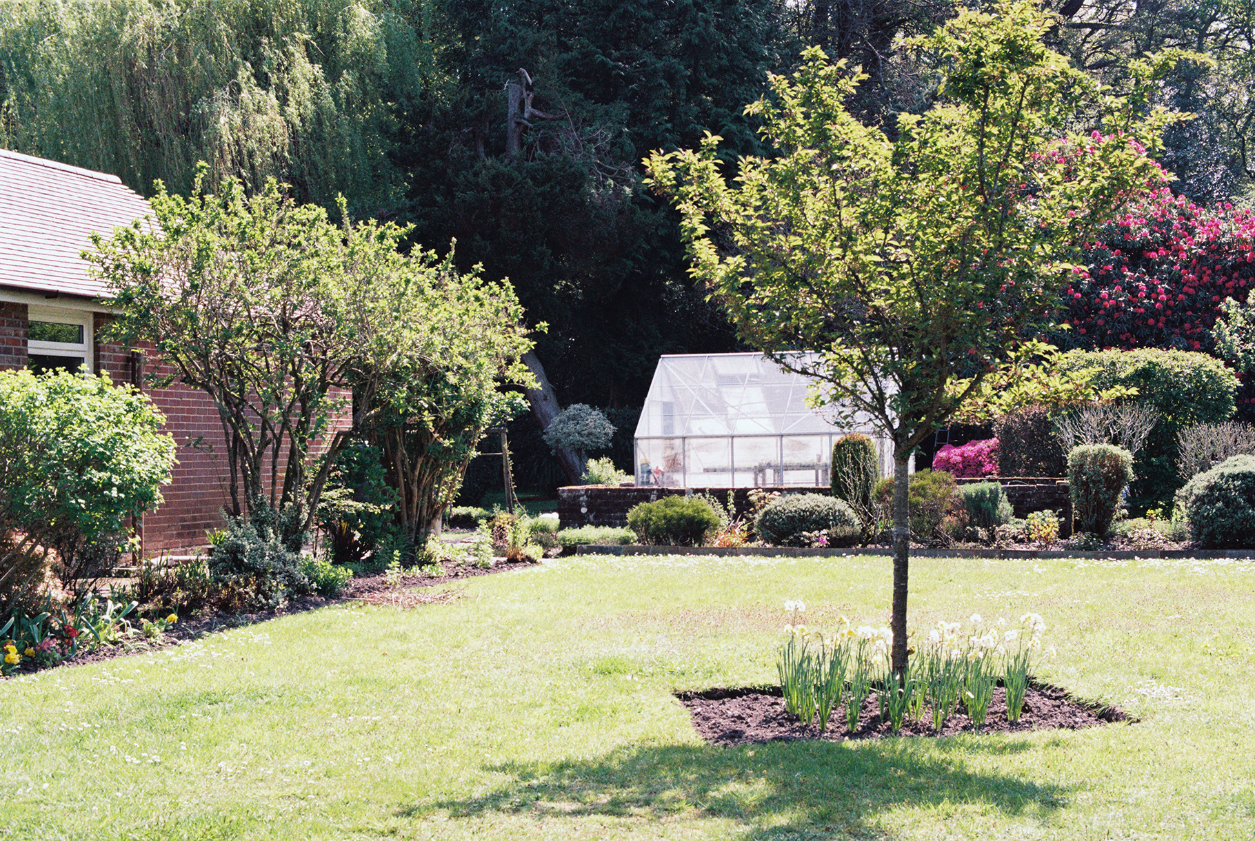 San Jose Tree Service Tree, Arborist, & Landscaping Services